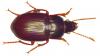 Amara fusca